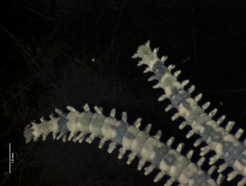 Media type: image; Invertebrate Zoology OPH-4149   Description: arms of spcimen;